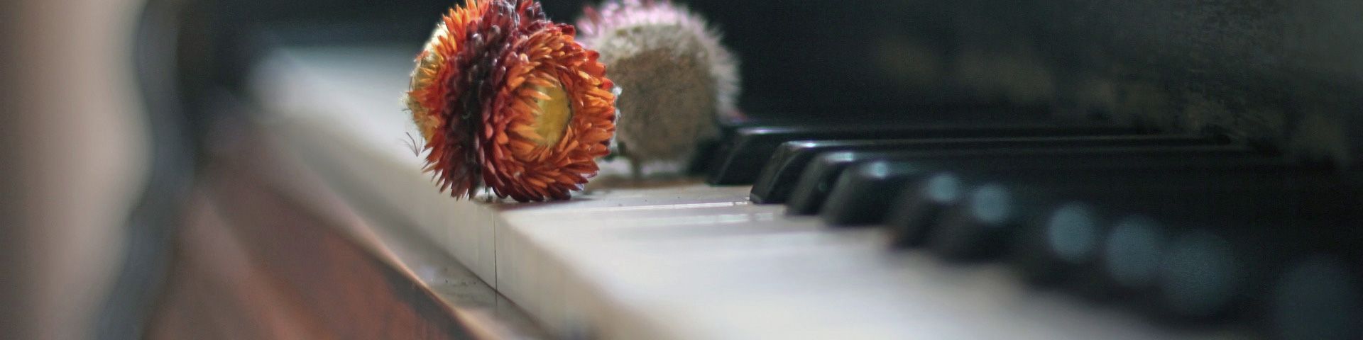 Detailaufnahme getrocknete Blüten auf Klavier